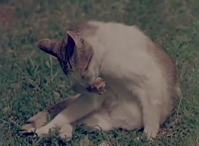 Confidenze di un gatto - tabby and white cat preening
