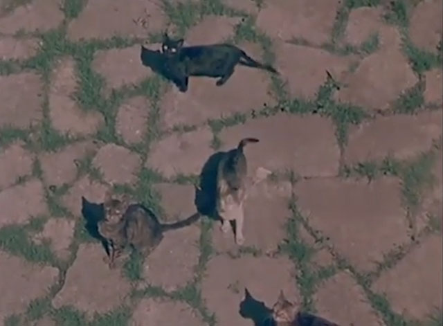 Confidenze di un gatto - several cats looking for scraps from above