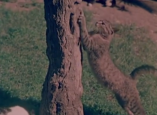 Confidenze di un gatto - tabby cat sharpening claws on tree
