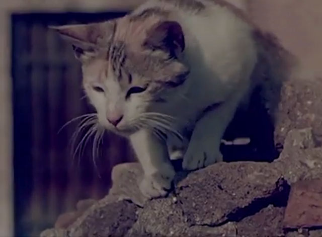 Confidenze di un gatto - calico tabby cat preparing to pounce