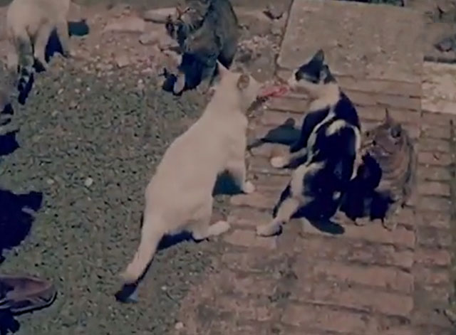 Confidenze di un gatto - white and tuxedo cats fighting over piece of meat