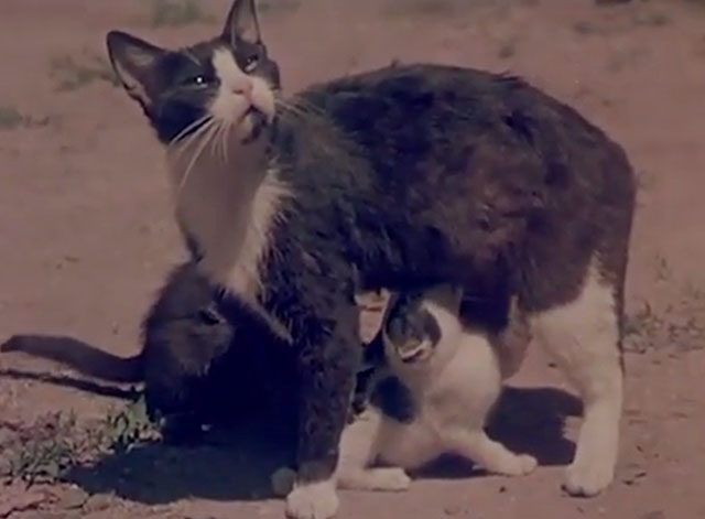 Confidenze di un gatto - tuxedo mama cat feeding kittens