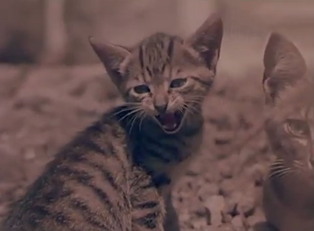 Confidenze di un gatto - tabby kitten mewing