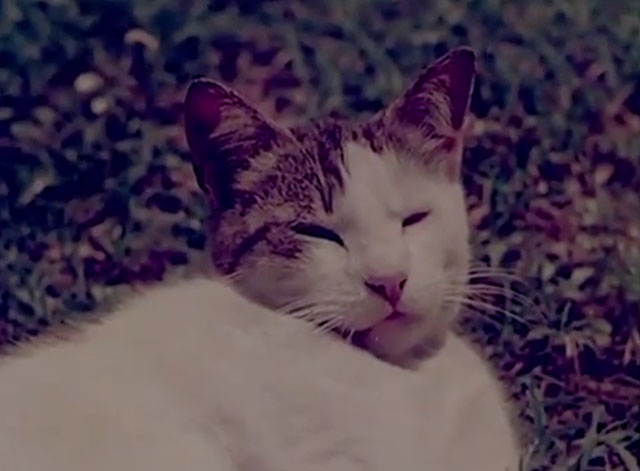 Confidenze di un gatto - tabby and white cat resting