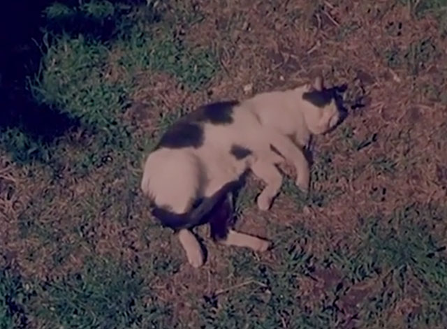Confidenze di un gatto - gray and white cat sleeping on grass