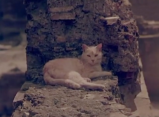Confidenze di un gatto - cream tabby resting against wall