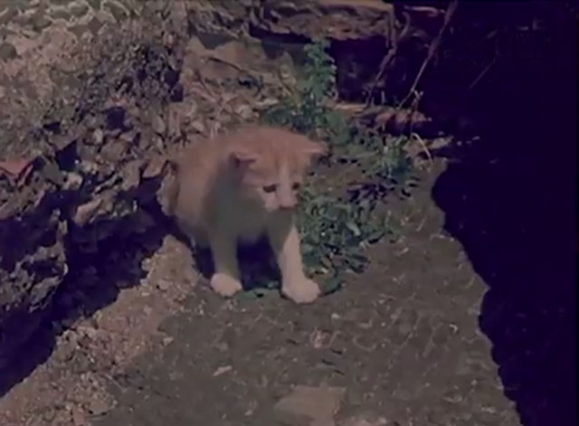 Confidenze di un gatto - ginger and white tabby kitten
