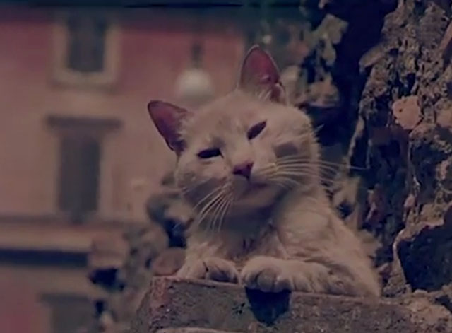 Confidenze di un gatto - cream tabby on wall