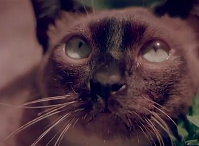 Confidenze di un gatto - seal sepia Siamese close up