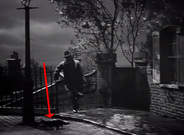 Conspirator - black cat running away from Major Curragh Robert Taylor