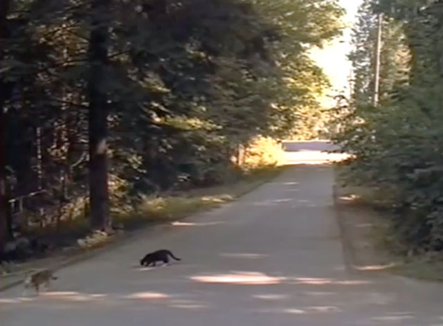 Contagious - brown tabby and tuxedo cat in rural road