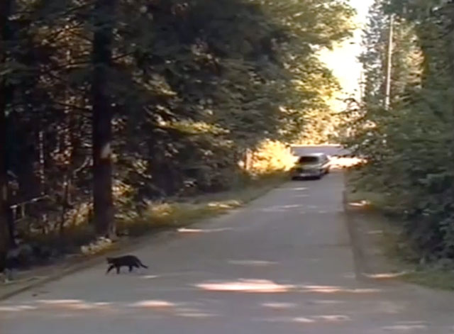 Contagious - tuxedo cat on rural road with limousine approaching 