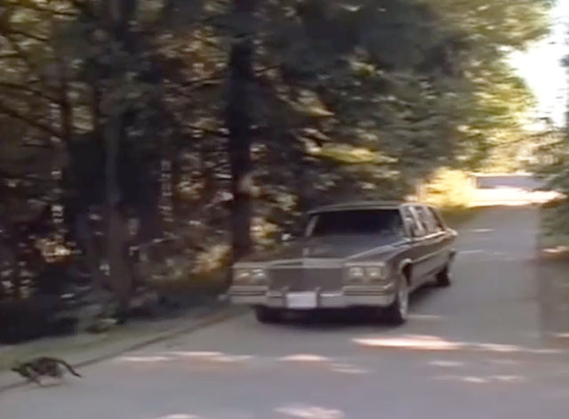 Contagious - brown tabby running off rural road as limousine approaches 