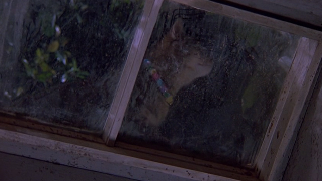 Cops and Robbersons - tabby cat Caruso outside window