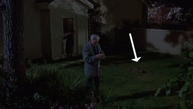 Cops and Robbersons - tabby cat Caruso on grass behind Jake Jack Palance
