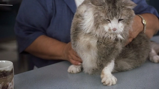 Corky Romano - Baby Jesus large fat long-haired cat squirted by water