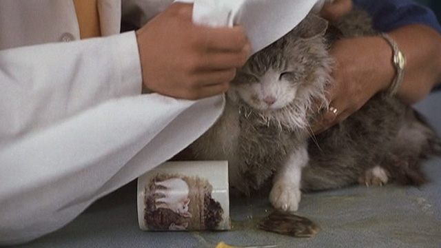 Corky Romano - Baby Jesus large fat long-haired cat getting tea spilled on him