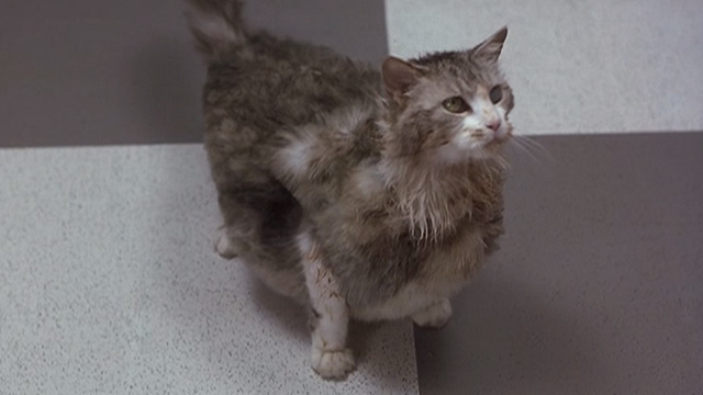 Corky Romano - Baby Jesus large fat long-haired cat looking up