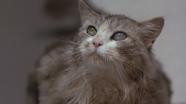 Corky Romano - close up of Baby Jesus large fat long-haired cat