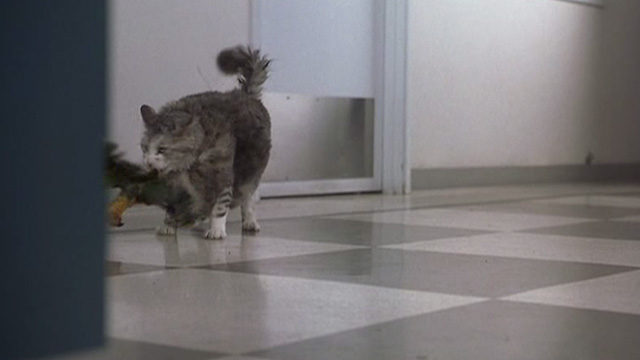 Corky Romano - Baby Jesus large fat long-haired cat grabbing parrot