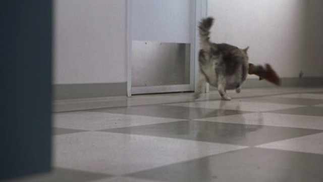 Corky Romano - Baby Jesus large fat long-haired cat running away with parrot