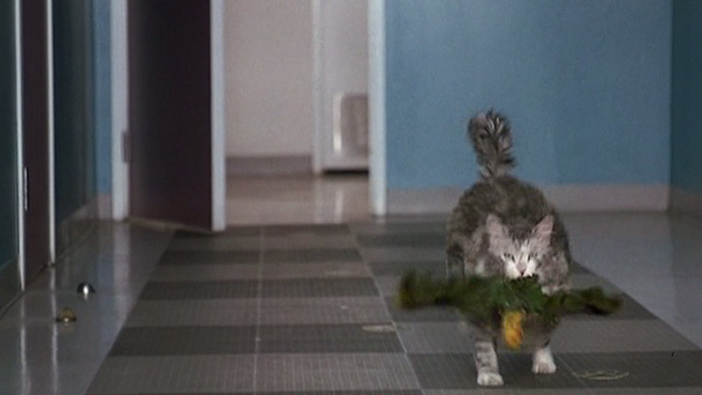 Corky Romano - Baby Jesus large fat long-haired cat running with parrot in mouth