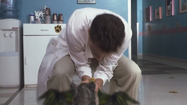 Corky Romano - Baby Jesus large fat long-haired cat playing tug of war with parrot