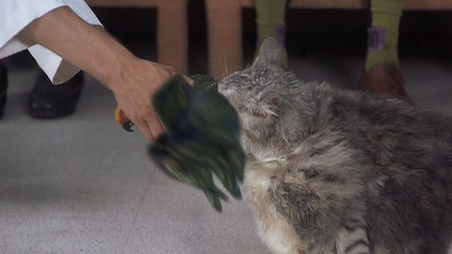 Corky Romano - Baby Jesus large fat long-haired cat playing tug of war with parrot