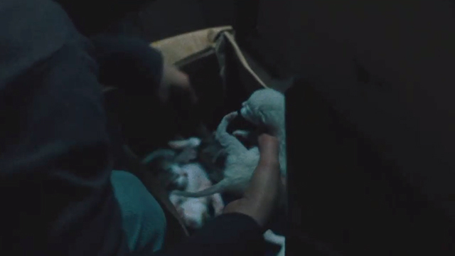 Corpo Celeste - newborn kittens in box