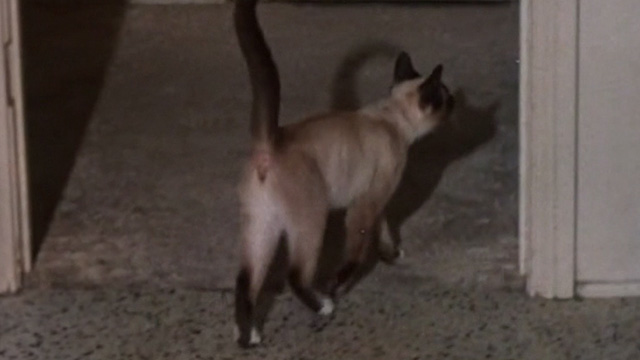 The Corpse Grinders - Siamese cat in doorway