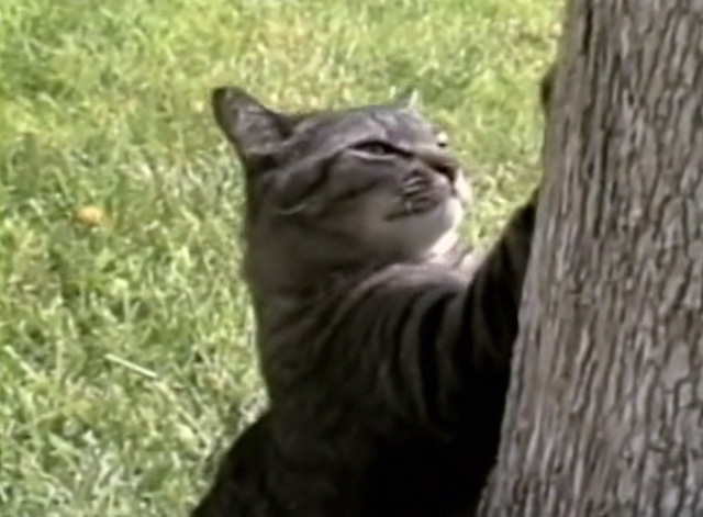 The Corpse Grinders 2 - tabby cat scratching at tree