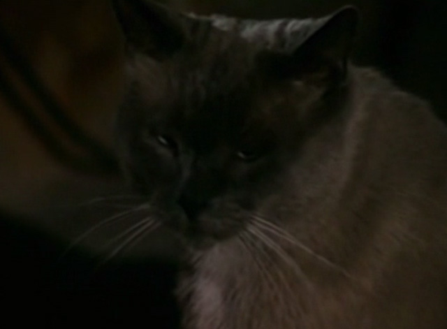 The Corpse Grinders 2 - dark Siamese cat