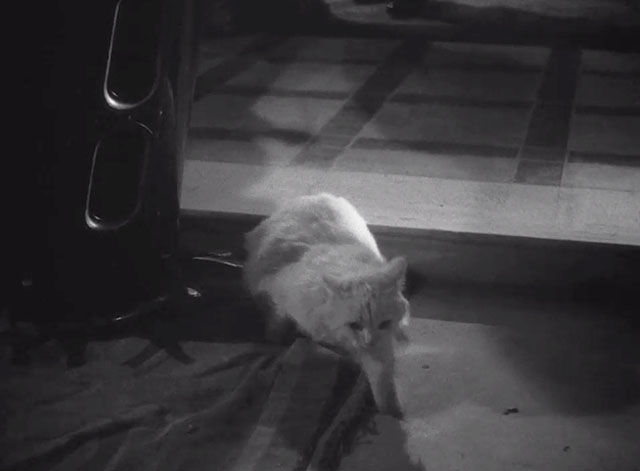 Corridor of Mirrors - longhair white cat Blanche moving from doorway