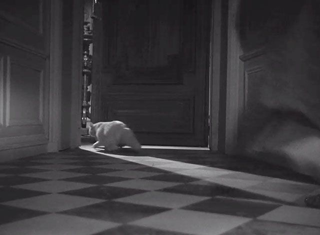 Corridor of Mirrors - longhair white cat Blanche leaving room