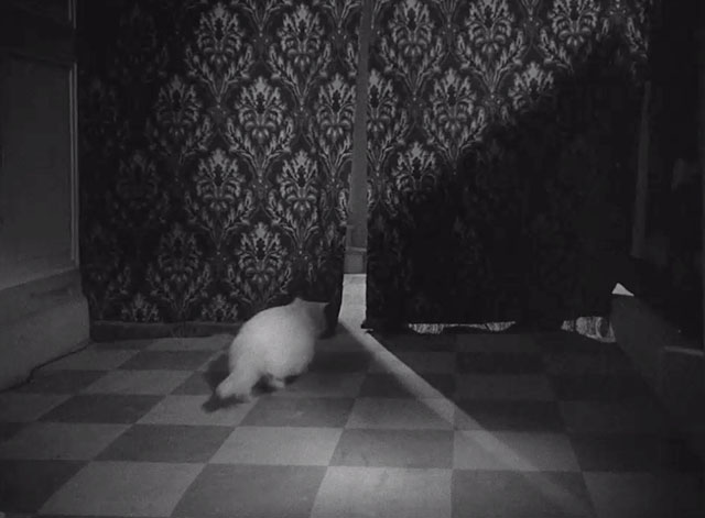 Corridor of Mirrors - longhair white cat Blanche moving toward curtains