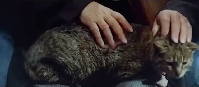 Cosi Sia - brown tabby cat Socrates on lap
