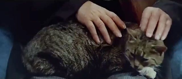 Cosi Sia - brown tabby cat Socrates on lap