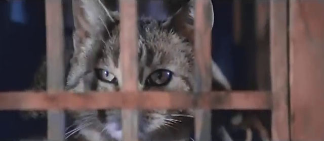 Cosi Sia - brown tabby cat Socrates inside wooden cage