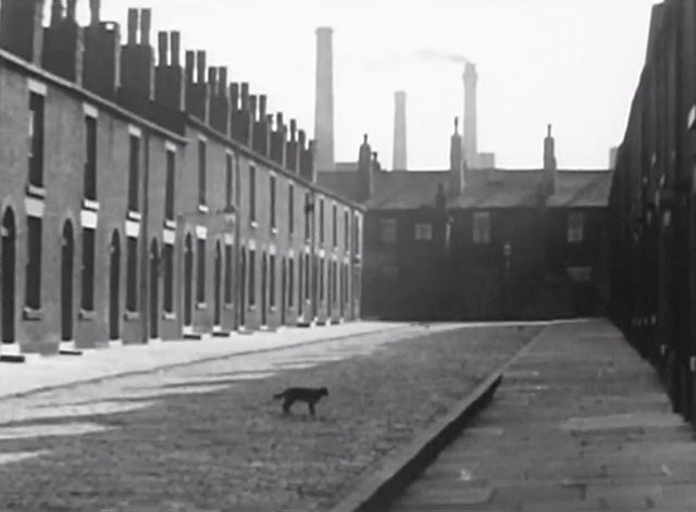 Cotton Queen - black cat on cobbled street between houses
