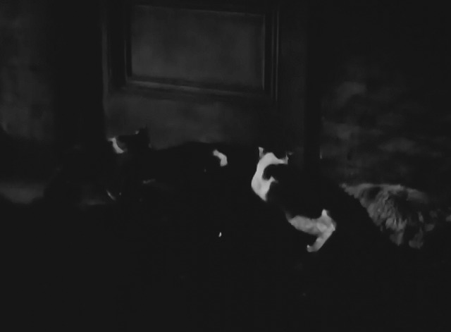 Counter-Espionage - cats gathered around doorway