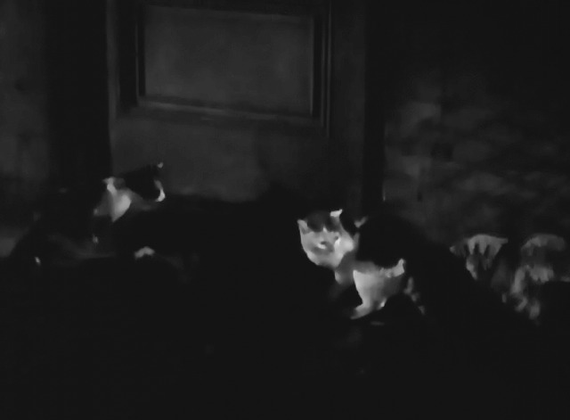 Counter-Espionage - cats still gathered around doorway