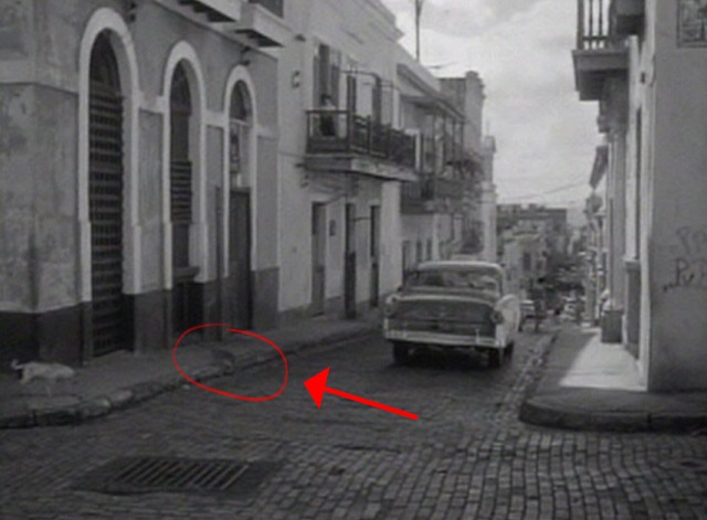 Counterplot - cat chases dog in street