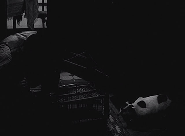 Courage for Every Day - Eduard Václav Trégl still luring white and black cat Micinka into cage