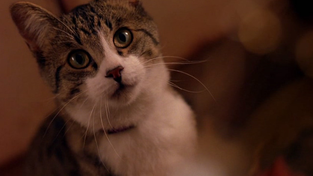 Coyote Ugly - close up of tabby and white cat