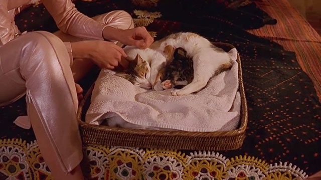 CQ - calico cat and kittens