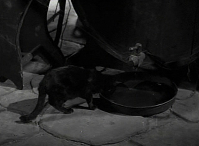 Cracked Nuts - black cat drinking brandy from drip pan