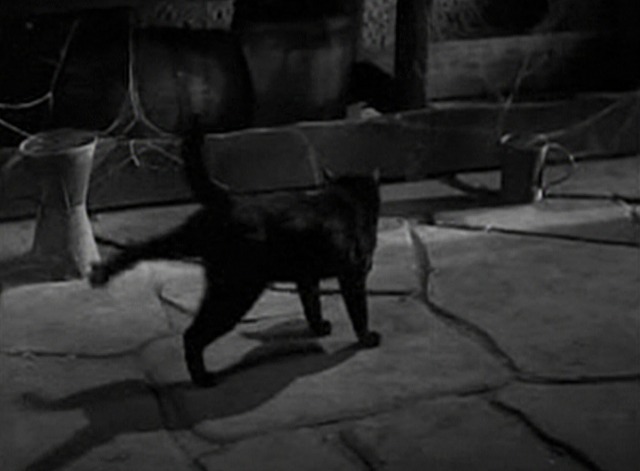 Cracked Nuts - black cat kicking back leg