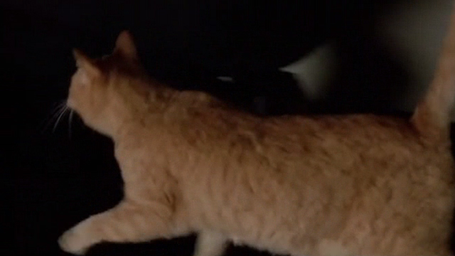 Crackers - orange tabby cat walking by