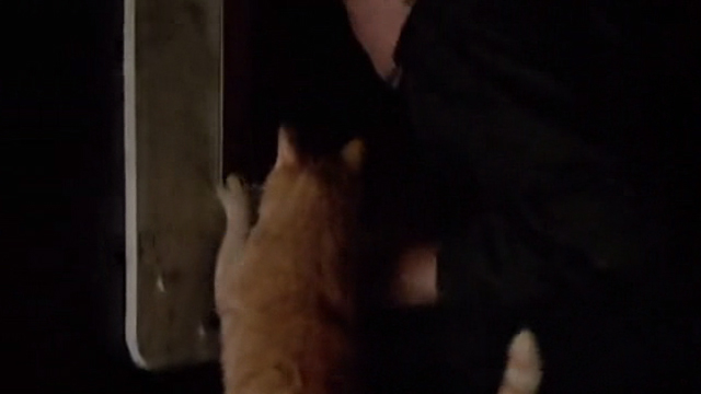 Crackers - orange tabby cat climbing into coal chute