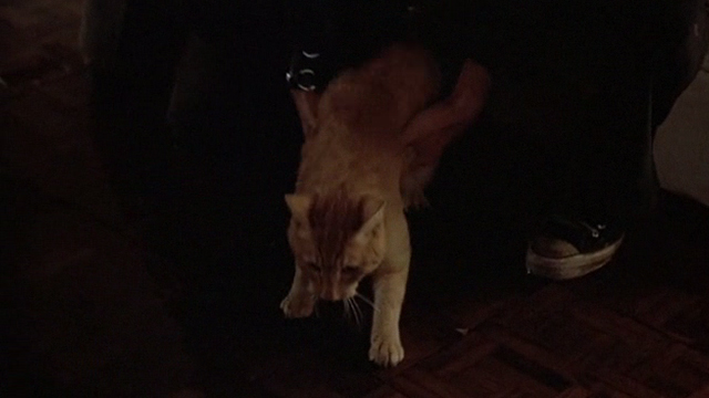 Crackers - orange tabby cat being grabbed